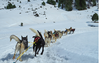 Skagway Sled Dog & Musher’s Camp Shore Excursion – Skagway, Alaska
